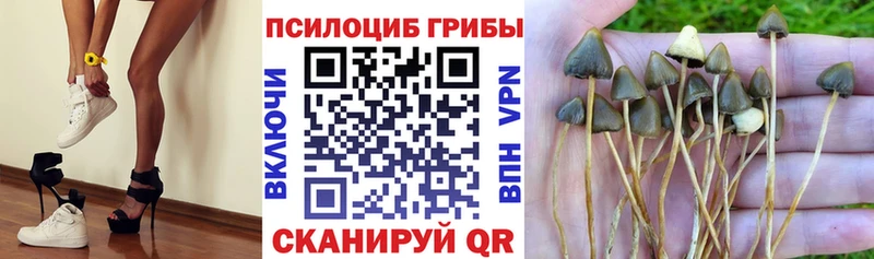 Псилоцибиновые грибы прущие грибы Теберда